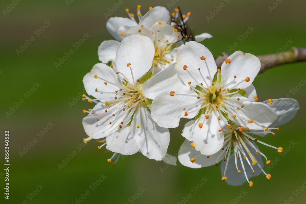 Obraz premium Close up of chickasaw plum (prunus angustifolia) blossom