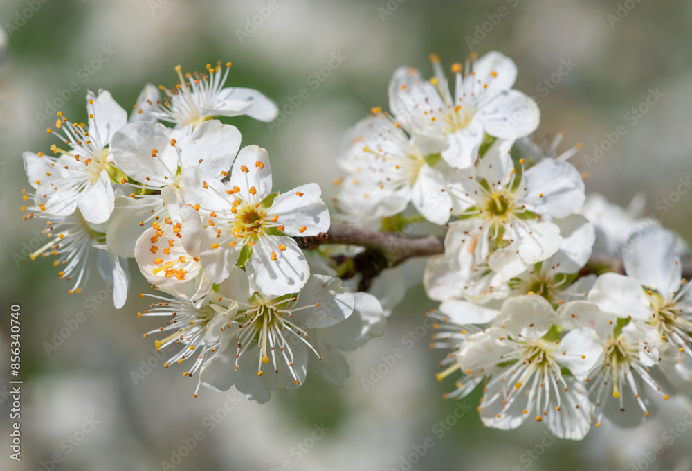 Close up of chickasaw plum (prunus angustifolia) blossom Close up of chickasaw plum (prunus angustifolia) blossom