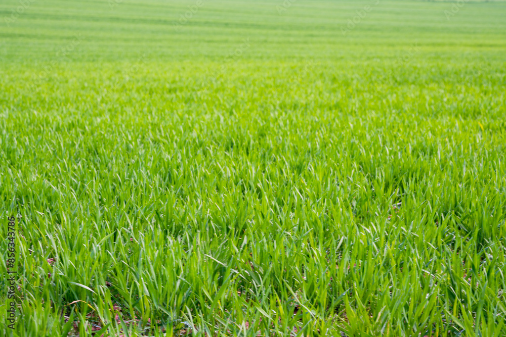 Spring onions with young shoots of wheat Spring onions with young shoots of wheat