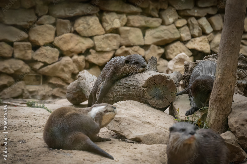 Obraz premium Zoo Sanary-sur-Mer (2024-06)