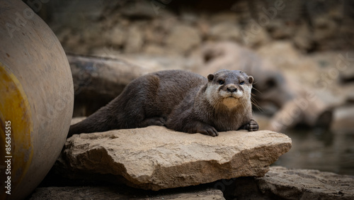 Zoo Sanary-sur-Mer (2024-06) photo