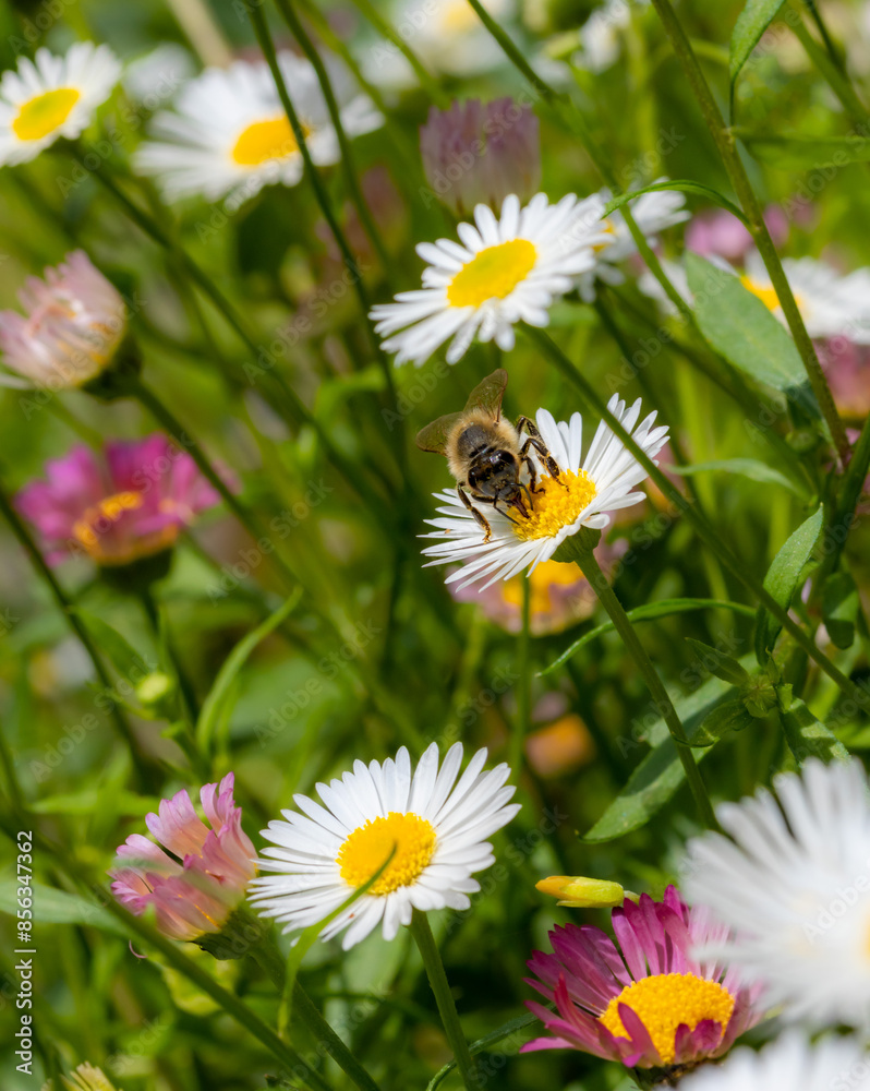 Macro of a bee on a white erigeron karvinskianus Mexican fleabane blossom Macro of a bee on a white erigeron karvinskianus Mexican fleabane blossom