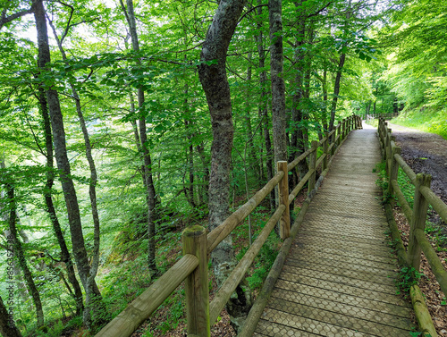 Pathway in Montegrande wood, Teverga, Asturias, Spain