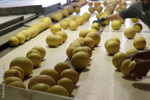 Cantaloupe on a Belt Being sorting before boxed for shipping