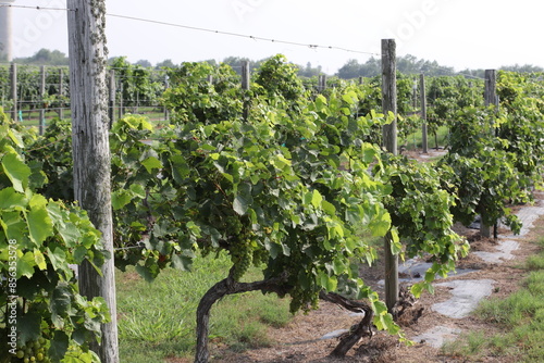 Close Up of Grape Vines
