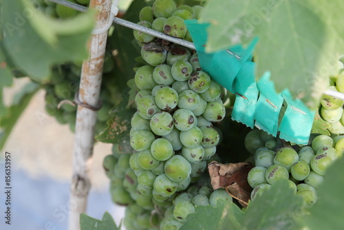 Green Grape Berries on the Vine under the leaves