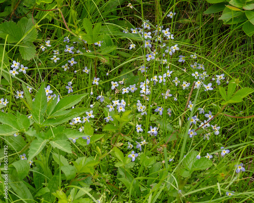 Azure Bluets, Houstonia caerulea, on Carver's Gap at the foot of Round Bald. Small Blue and yellow flowers. photo
