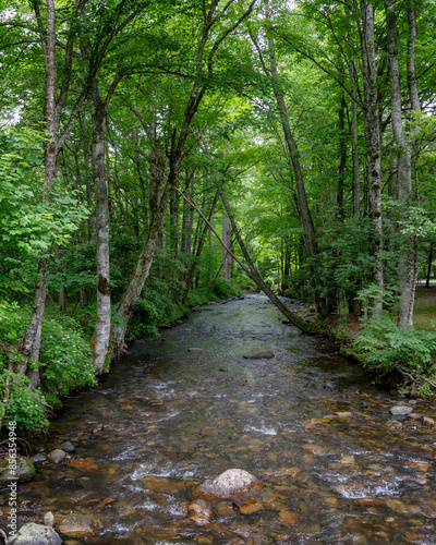 The Doe River, a tributary of the Watauga River, runs through the forest in Roan Mountain State Park in Tennessee. It flows from just south of Roan Mountain State Park to Elizabethton. photo