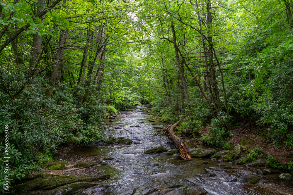 The Doe River, a tributary of the Watauga River, runs through the forest in Roan Mountain State Park in Tennessee. It flows from just south of Roan Mountain State Park to Elizabethton. Horizontal The Doe River, a tributary of the Watauga River, runs through the forest in Roan Mountain State Park in Tennessee. It flows from just south of Roan Mountain State Park to Elizabethton. Horizontal