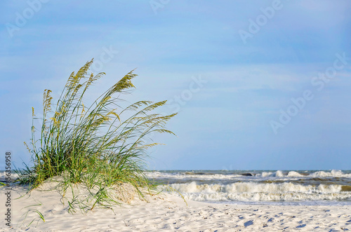 Billede på lærred Sea oats (Uniola paniculata) on the beach in Dauphin Island Alabama