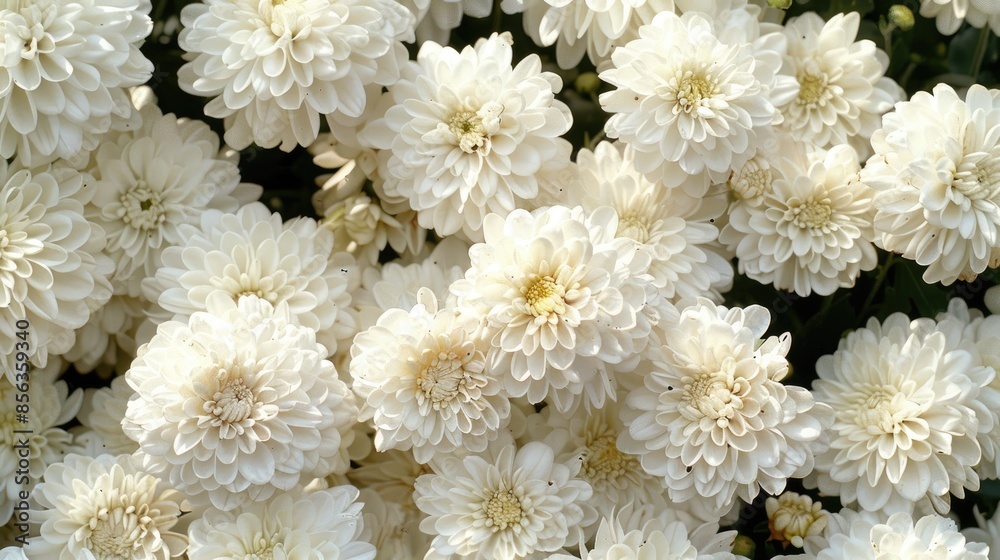 Dense clusters of white chrysanthemums for various purposes Dense clusters of white chrysanthemums for various purposes