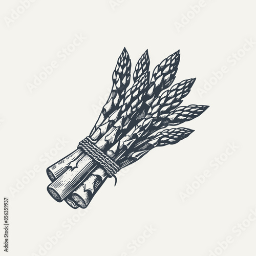 Asparagus. Vintage woodcut engraving style vector illustration.