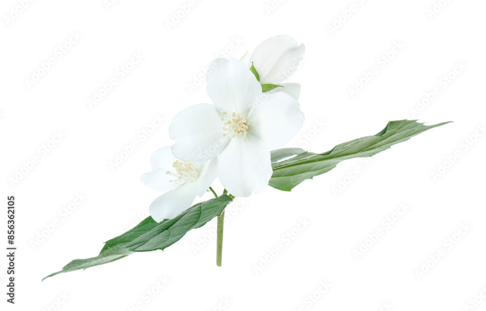 Branch of jasmine flowers and leaves isolated on white Branch of jasmine flowers and leaves isolated on white