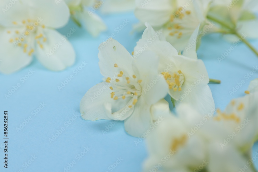 Beautiful jasmine flowers on light blue background, closeup Beautiful jasmine flowers on light blue background, closeup