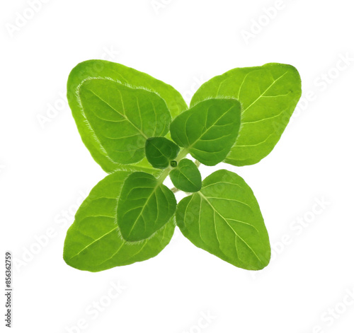 Sprig of fresh green oregano isolated on white, top view