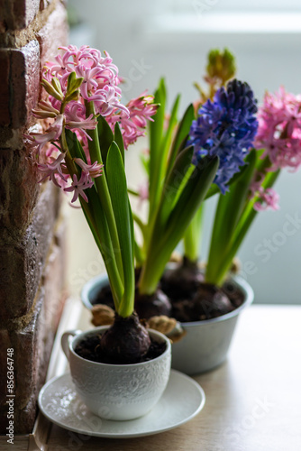 Concept of hobby, leisure time, home gardening. Beautiful spring flowers on the windowsill, purple and pink hyacinth plants with bulbs planted in ceramic pot.