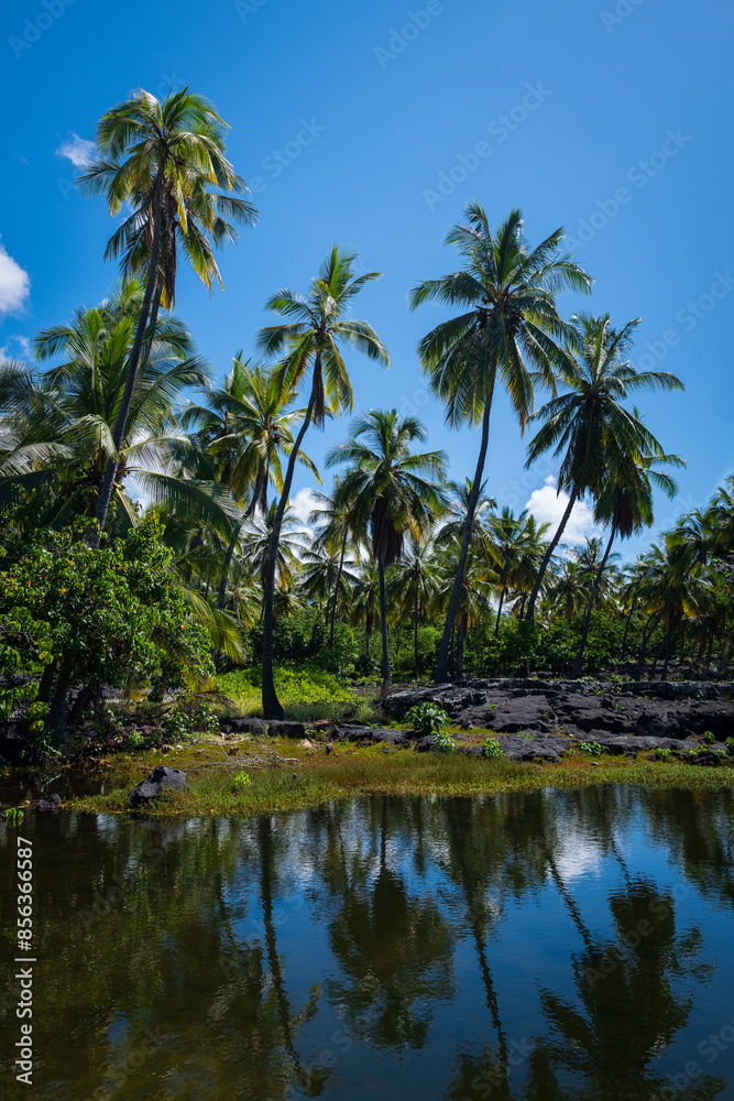Hawaiian palm trees reflected in water Hawaiian palm trees reflected in water