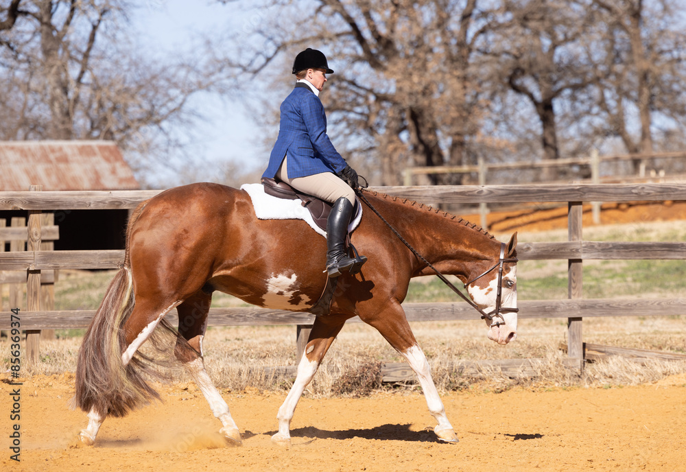 Women Equestrian riding in An english Saddle on Paint Horse hunter under saddle Women Equestrian riding in An english Saddle on Paint Horse hunter under saddle