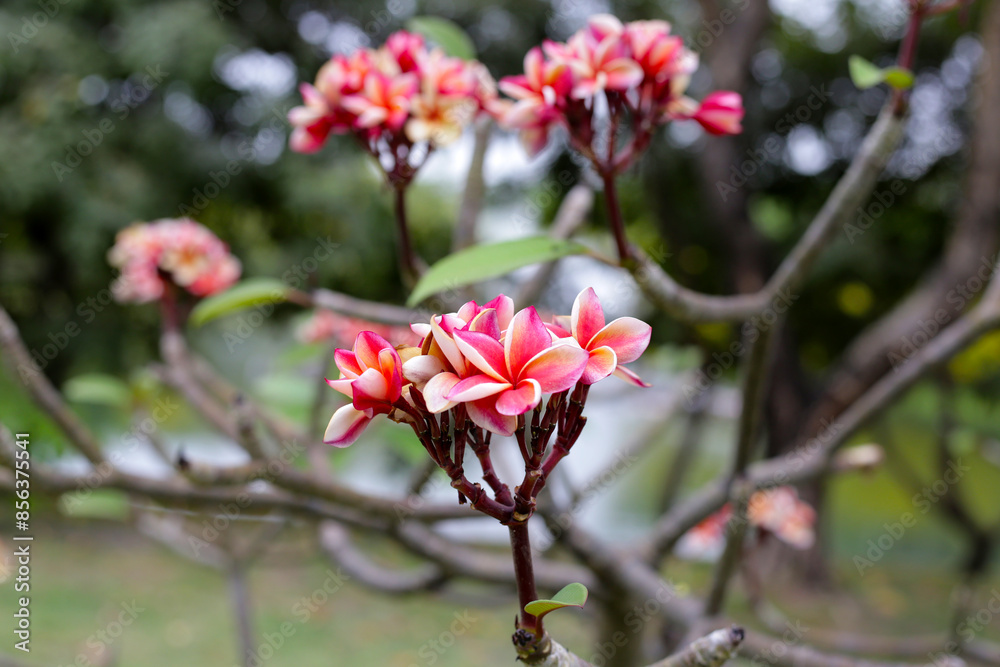 Plumeria or frangipani flower. Tropical tree Plumeria or frangipani flower. Tropical tree