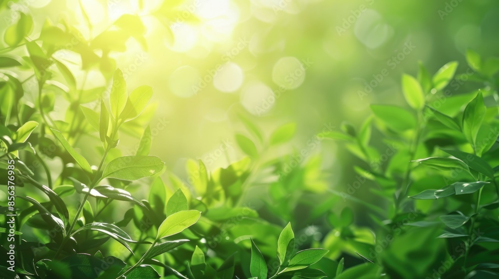 Green bio background with blurred foliage and sunlight copyspace. Green bio background with blurred foliage and sunlight copyspace.