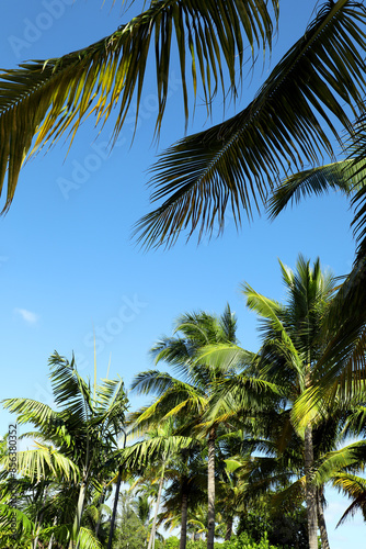 Group of close up tall palm trees over clear blue sky in Florida, USA