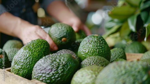 Close-up shots of avocados being carefully placed into  crates