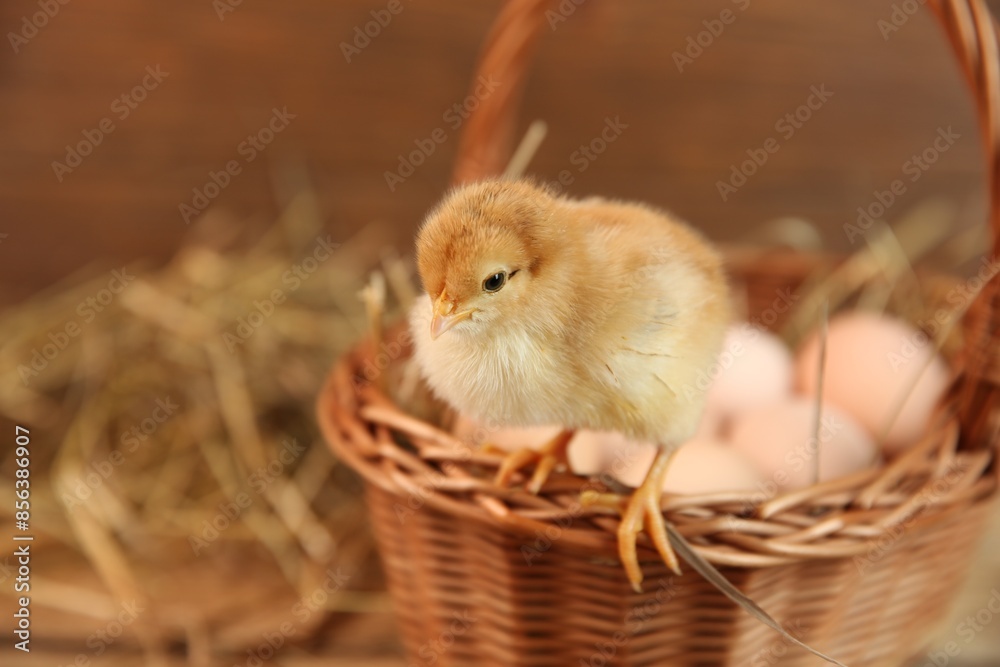 Obraz premium Cute chick and wicker basket on blurred background, space for text. Baby animal
