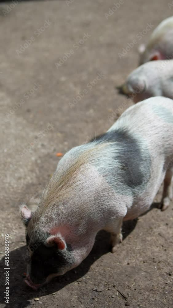 A delightful sight of small pigs peacefully grazing under the warm sun in a green pasture A delightful sight of small pigs peacefully grazing under the warm sun in a green pasture