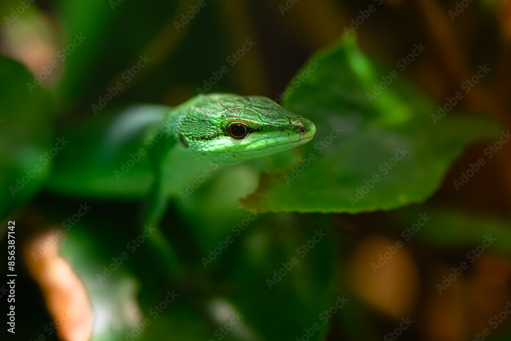Sakishima Grass Lizard (Takydromus dorsalis) Sakishima Grass Lizard (Takydromus dorsalis)