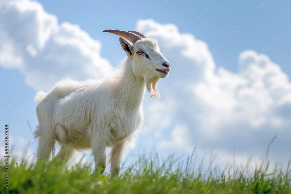 Obraz premium View from side body of a Alpine goat standing on grass, Awe-inspiring, Full body shot ::2 Side Angle View