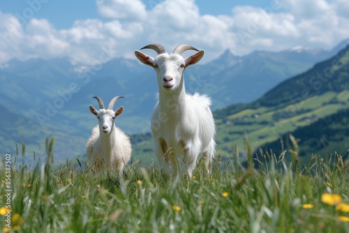View from beside body of a three Toggenburg goat standing on grass, Awe-inspiring, Full body shot ::2 low Angle View