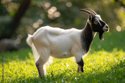 View from side body of a Etawah goat standing on grass, Awe-inspiring, Full body shot ::2 Side Angle View photo