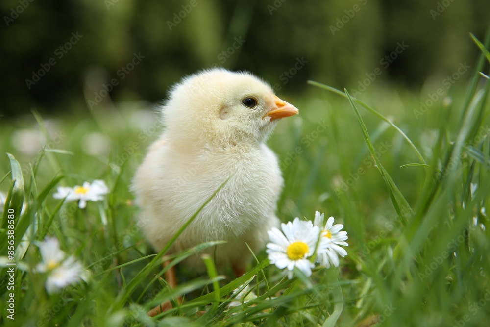 Cute chick with chamomile flowers on green grass outdoors, closeup. Baby animal Cute chick with chamomile flowers on green grass outdoors, closeup. Baby animal