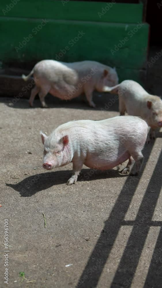A group of adorable piglets walking and grazing happily outdoors in a farmyard on a sunny day A group of adorable piglets walking and grazing happily outdoors in a farmyard on a sunny day
