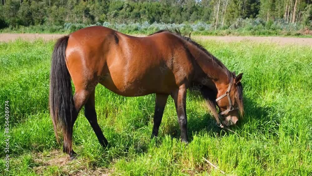 Brown horse grazing on the farm field. Horse on the background of green grass, blue sky and forest.