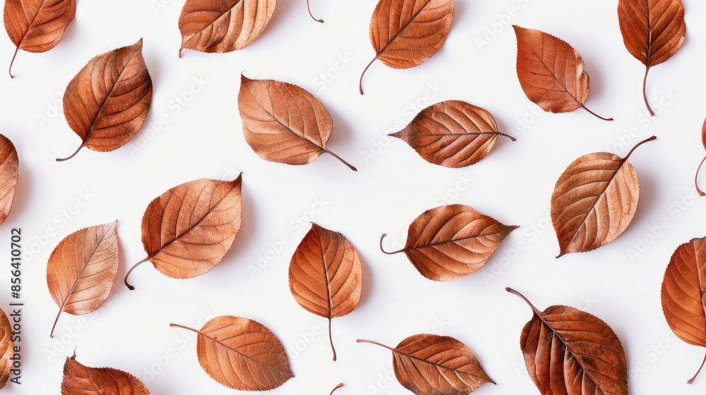 Leaves in brown on a white backdrop Leaves in brown on a white backdrop