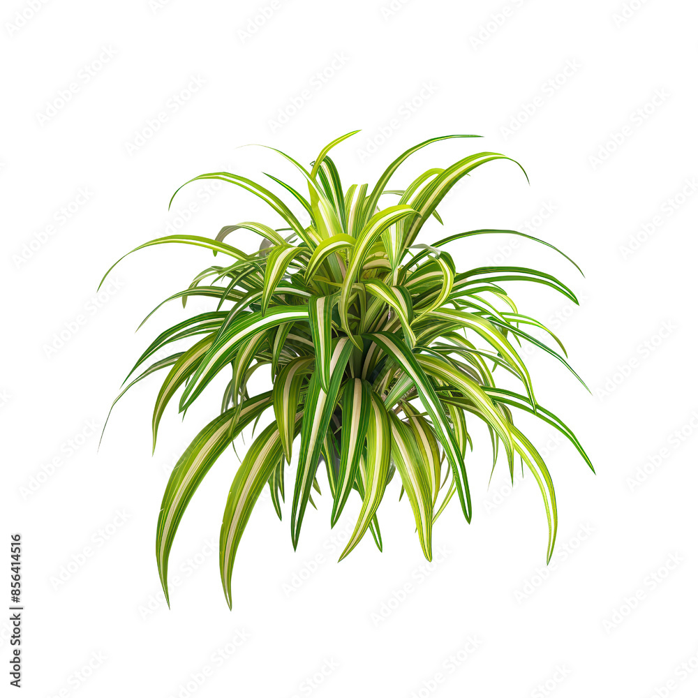 Vibrant spider plant with long, arching green and white leaves against a white background, perfect for indoor decor inspiration. Vibrant spider plant with long, arching green and white leaves against a white background, perfect for indoor decor inspiration.