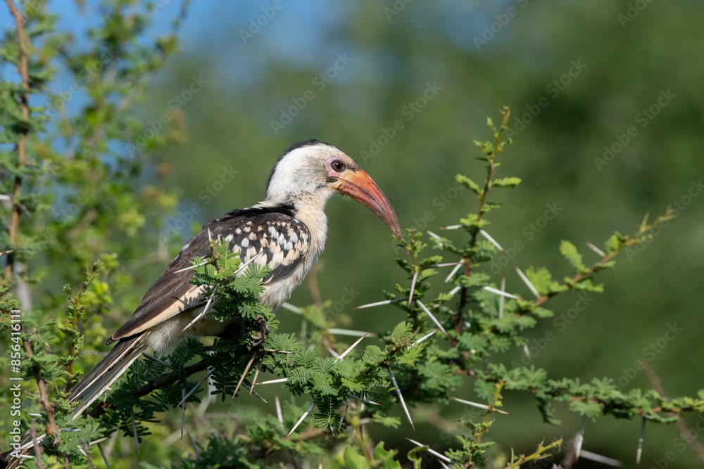 Obraz premium Red-billed hornbill