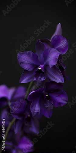 Orquídeas roxas em um fundo escuro