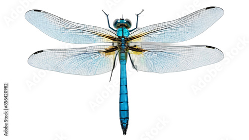 dragonfly isolated on white background , transparent png image