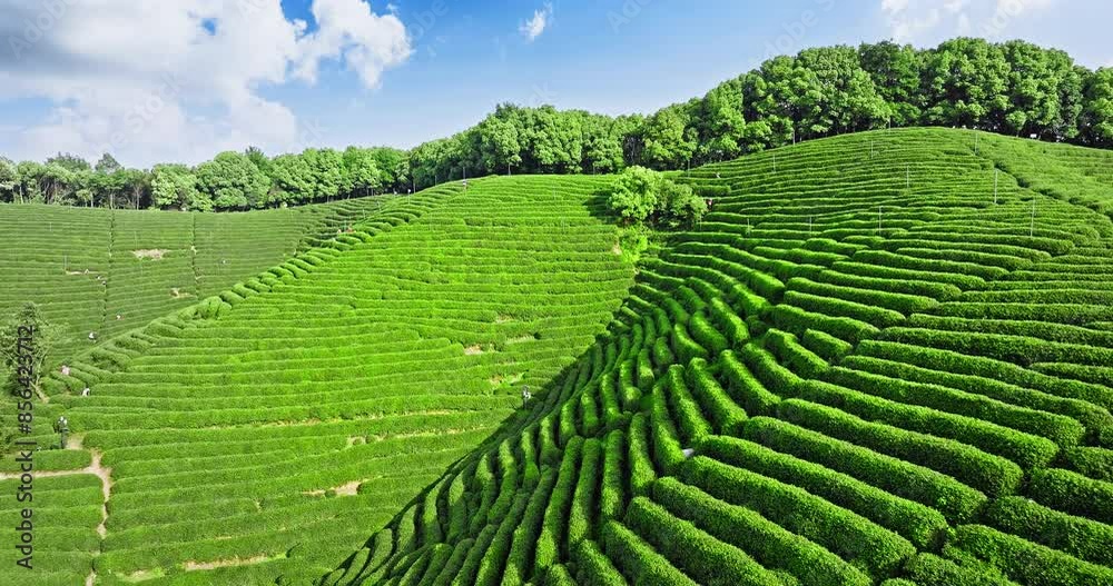 Aerial view of green tea plantation with mountain nature landscape in Hangzhou, China. Beautiful mountain tea garden landscape in spring. Aerial view of green tea plantation with mountain nature landscape in Hangzhou, China. Beautiful mountain tea garden landscape in spring.
