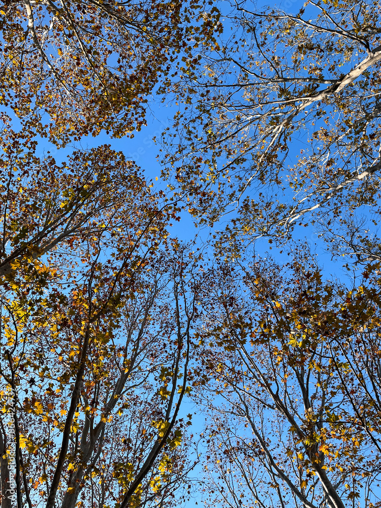Beautiful autumn tree with blue sky. Beautiful autumn tree with blue sky.