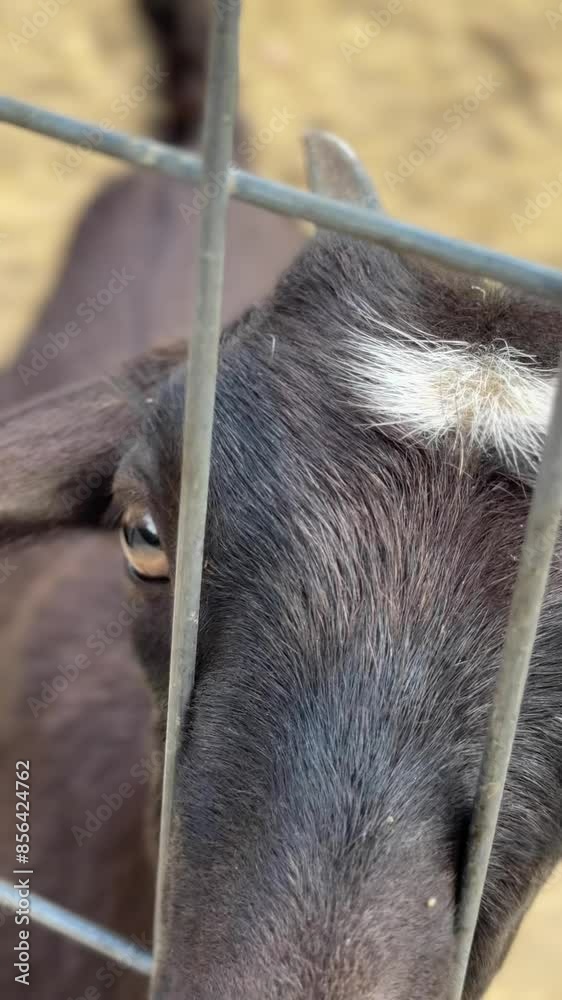 A closeup image shows a cute black goat behind a fence, appearing curious and friendly A closeup image shows a cute black goat behind a fence, appearing curious and friendly
