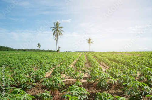 row of cassava tree in field, Growing cassava, young shoots growing, The cassava is the tropical food plant,it is a cash crop in Thailand, This is the landscape of cassava plantatio. photo