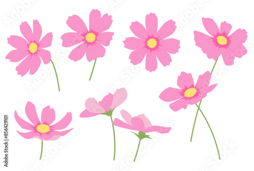 いろいろなコスモスの花のイラスト