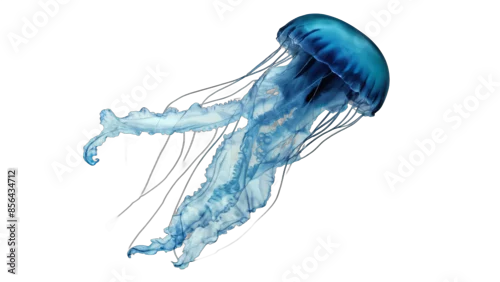 Obraz jellyfish isolated on white background , transparent png image