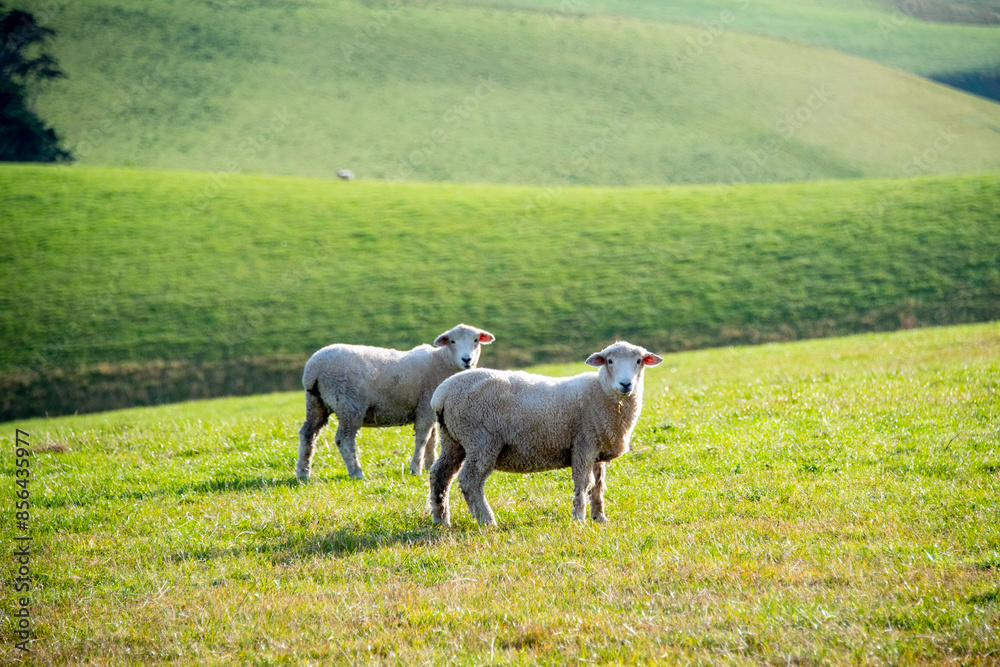 Obraz premium Sheep Pasture in Southland Region - New Zealand