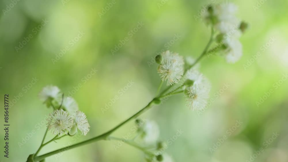 Tetracera loureiri or Dillenia branch flowers on natural background. Tetracera loureiri or Dillenia branch flowers on natural background.