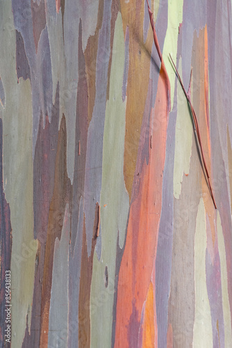 Eucalyptus deglupta is a species of tall tree,  the rainbow eucalyptus, Mindanao gum, or rainbow gum that is native to the Philippines, Indonesia, and Papua New Guinea. Dole Plantation, Oahu, Hawaii
 photo