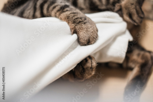 Cuadro en lienzo 腕を掴んで蹴る猫